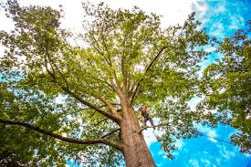 How Our Tree Care Process Works  in  Roosevelt Park, MI